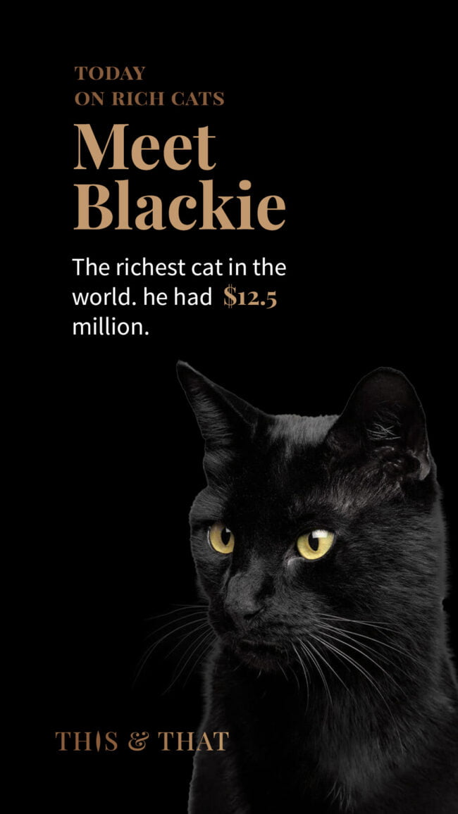 ThisThat Story Blackie