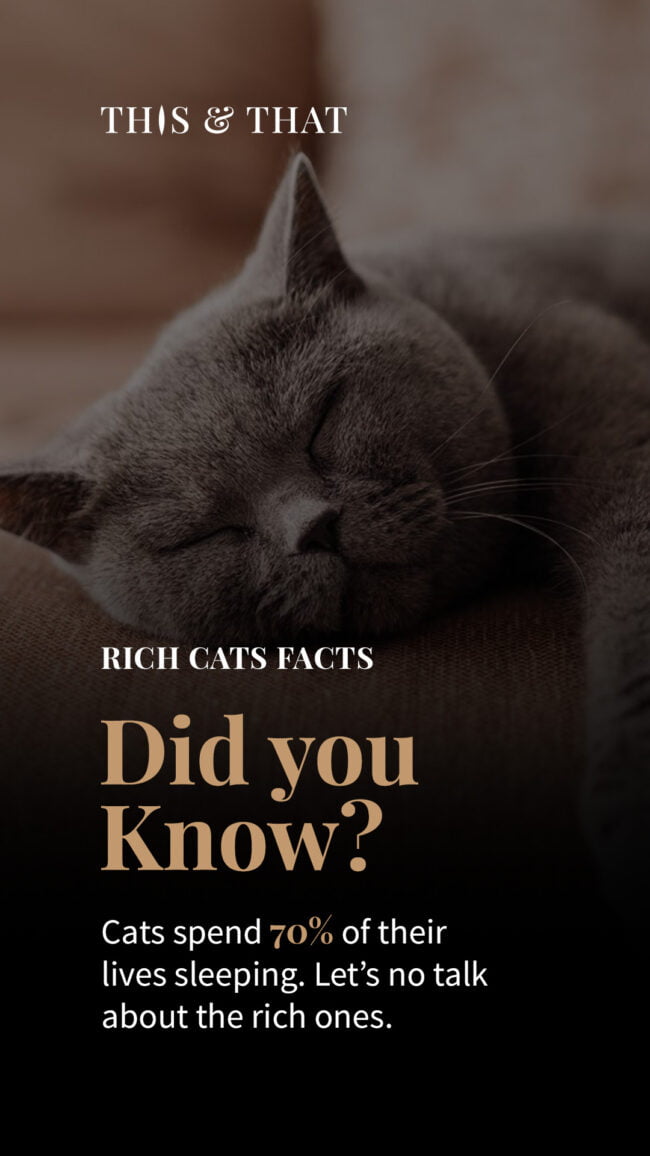 ThisThat Story Sleep